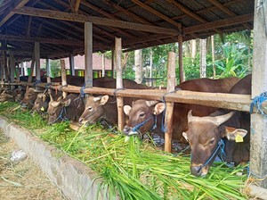 Harga Sapi di Karangasem Merangkak Naik Jelang Idul Adha