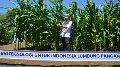 Ini Dia Jagung Bioteknologi Pertama di Indonesia
