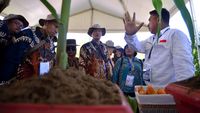 Ini Dia Jagung Bioteknologi Pertama Di Indonesia