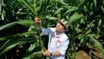 Ini Dia Jagung Bioteknologi Pertama di Indonesia