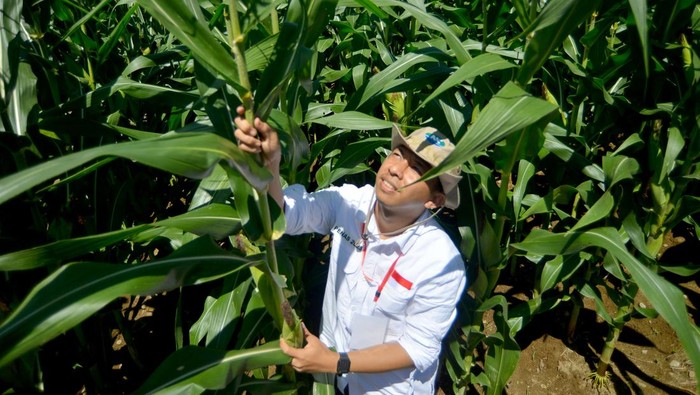 Benih jagung unggul bioteknologi varietas NK memiliki keunggulan ganda dan jadi yang pertama bersertifikat di Indonesia. Seperti apa?