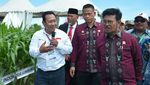 Ini Dia Jagung Bioteknologi Pertama di Indonesia