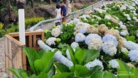 Taman Bunga Hydrangea