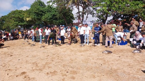 Pelepasan 64 ekor penyu yang merupakan satwa dilindungi di pesisir Pantai Sindu, Sabtu (10/6/2023). (Rizki Setyo Samudero)