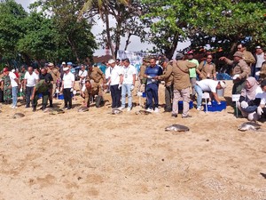 BKSDA Bali dan KLHK Lepas 64 Penyu di Pantai Sindu