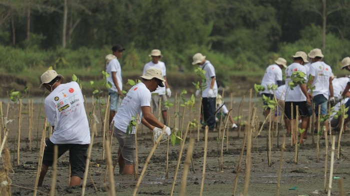 penanaman bakau (mangrove) di Banyuwangi
