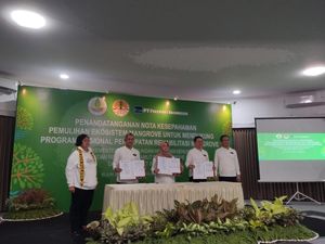 Freeport-BRGM Kerja Sama Restorasi 2 Ribu Hektare Mangrove di Kaltim