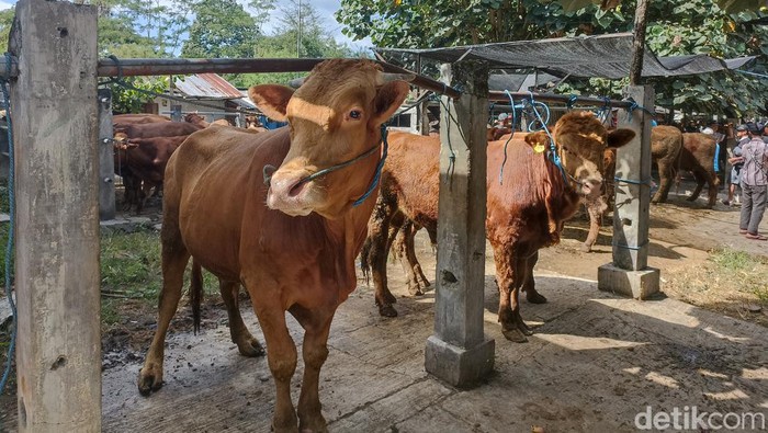 Harga jual sapi di Blitar merangkak naik jelang Idul Adha. Harga sapi saat ini mencapai Rp 22 juta hingga Rp 24 juta per ekor untuk ukuran sedang.