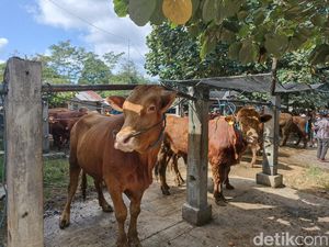 Doa Menyembelih Hewan Kurban Lengkap Terjemahannya