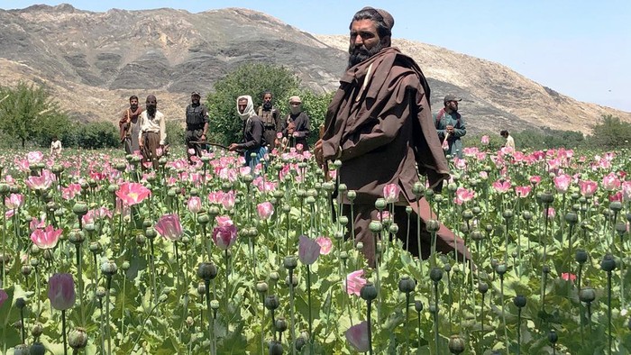 Taliban hancurkan ladang opium dalam perang melawan narkoba