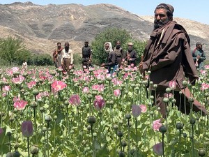 Taliban Hancurkan Ladang Opium dalam Perang Lawan Narkoba