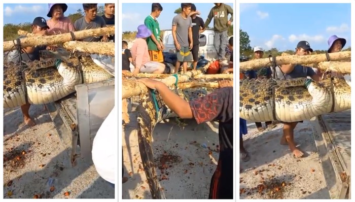 Video buaya viral.