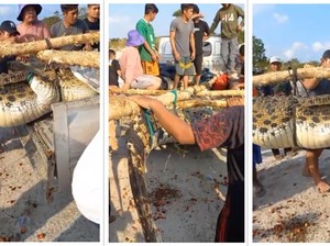 Beredar Video Perut Buaya Dibelah Isi Jasad Manusia di Bangka, Ini Faktanya