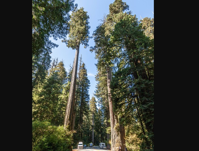 California redwood