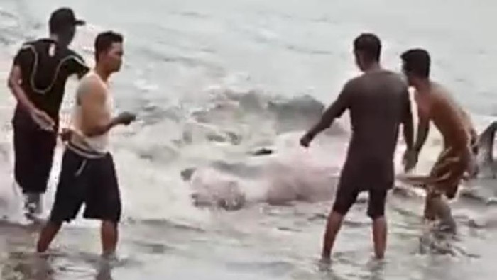 Diduga paus orca terdampar di pantai daerah Bengkulu