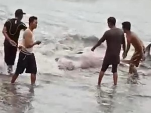 Heboh! Paus Terdampar di Pantai Bengkulu Utara