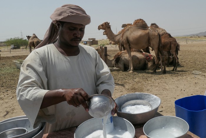 Dua pekerja memerah susu unta di kawasan peternakan susu unta Udaibiyah, Arab Saudi, Sabtu (10/6/2023). Susu unta hasil perahan tersebut dijual 5 riyal per botol berukuran 335 ml. ANTARA FOTO/Wahyu Putro A/tom.