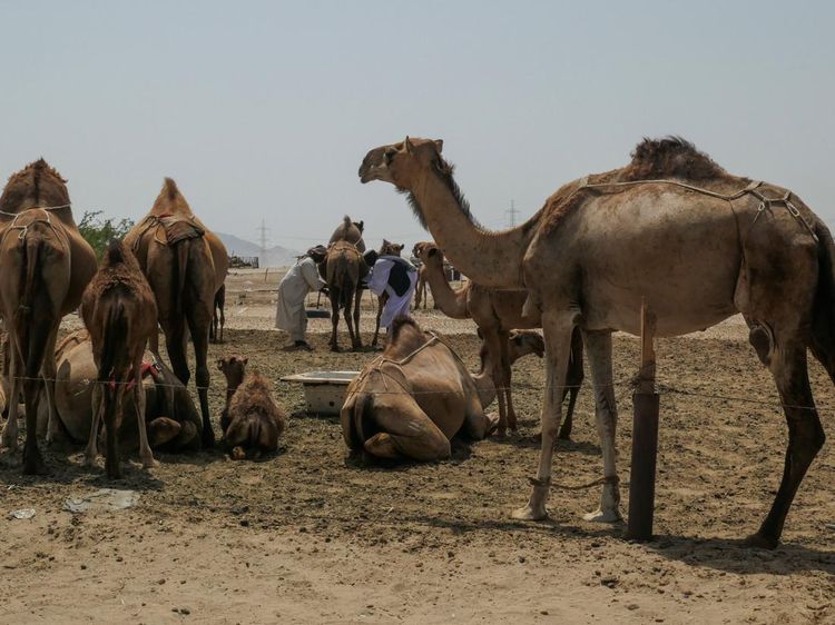 Sudah Pernah Lihat Peternakan Susu Unta? Nih Penampakannya