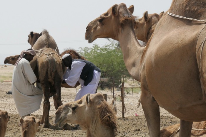 Dua pekerja memerah susu unta di kawasan peternakan susu unta Udaibiyah, Arab Saudi, Sabtu (10/6/2023). Susu unta hasil perahan tersebut dijual 5 riyal per botol berukuran 335 ml. ANTARA FOTO/Wahyu Putro A/tom.