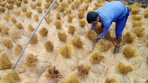 I Ketut Nuarta sedang menjemur sigih atau ikatan gabah beras merah pada sawah sebelah rumahnya di areal Subak Jatiluwih Tempeken Gunung Sari, Minggu (11/6/2023).