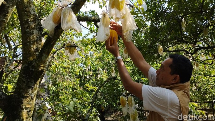 Petik Buah Belimbing di Agrowisata Karangsari Kota Blitar