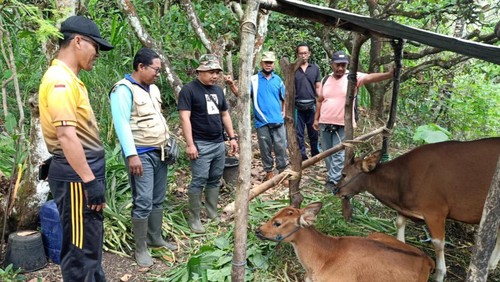 Petugas dari Dinas Pertanian, Pangan dan Perikanan saat melakukan pemeriksaan terhadap ternak sapi di wilayah Desa Ban, Kecamatan Kubu, Kabupaten Karangasem, Minggu (11/6/2023). (istimewa)