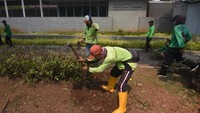 Sejumlah pekerja menata taman sektiar trotoar di depan Kantor Kedutaan Besar Amerika Serikat (AS) di Jalan Medan Merdeka Selatan, Jakarta, Minggu (11/6/2023).