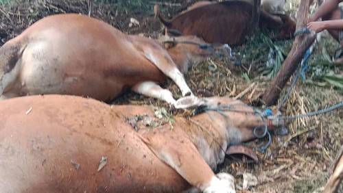 Tiga ekor sapi milik warga di Banjar Dinas Belong, Desa Ban, Kecamatan Kubu, Karangasem, Bali, mati mendadak, Sabtu (10/6/2023) sore. (istimewa)