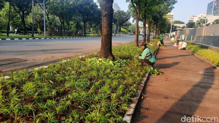 Trotoar di depan Kedubes AS, Jakarta Pusat, ditanami Sirih Gading dan Ararea, Minggu (11/6/2023). (Annisa Aulia/detikcom)