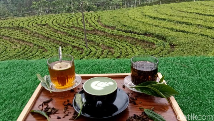 Wisata alam kebun teh Kertosari di Kecamatan Kalibening, Banjarnegara yang sejuk dan asri. Foto diunggah Minggu (11/6/2023).
