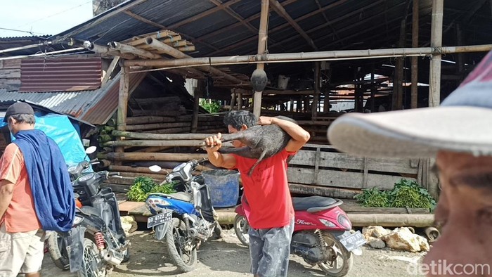 Aktivitas jual beli babi di Pasar Bolu Toraja Utara.