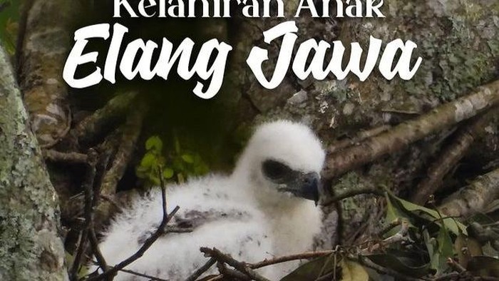 Anak Elang Jawa.