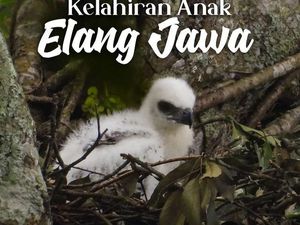 Imutnya Anak Garuda yang Lahir di Gunung Gede Pangrango