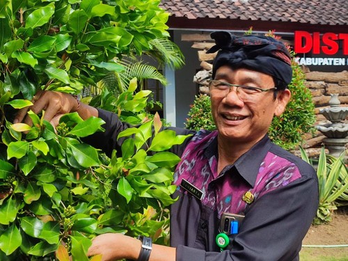 Kadis Pertanian Buleleng menunjukan salah satu tanaman cengkeh yang menggunakan sistem cengkeh sambung, Senin (12/6/2023).
