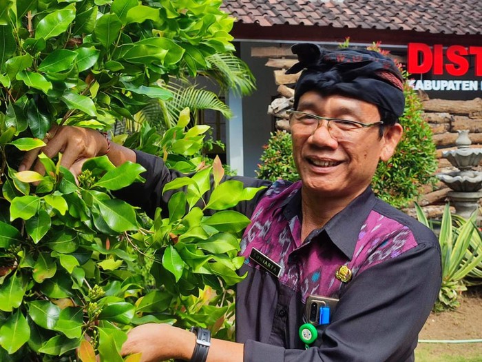 Kadis Pertanian Buleleng menunjukan salah satu tanaman cengkeh yang menggunakan sistem cengkeh sambung, Senin (12/6/2023).
