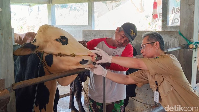 Dokter hewan dari Dinkannak Banyumas memeriksa kondisi sapi milik peternak di Desa Kebocoran, Kecamatan Kedungbanteng, jelang Idul Adha, Senin (12/6/2023).