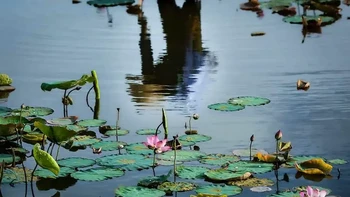 Foto seorang wanita yang sedang merawat kolam teratai ini merupakan penghormatan kepada bunga teratai Monet dan obsesinya untuk memotretnya lagi dan lagi. Réhahn membidik gambar dalam pantulan kolam untuk menciptakan suaka surealis. Foto: Réhahn via 121cliks