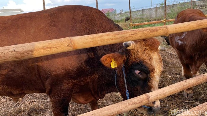Harga sapi kurban 2023 di Makassar