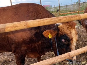 Daftar Harga Sapi Kurban Tahun 2023 di Makassar, Cek di Sini!