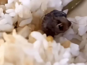 Heboh Ada Kepala Tikus di Menu Kantin, Pihak Kampus Sebut Kepala Bebek