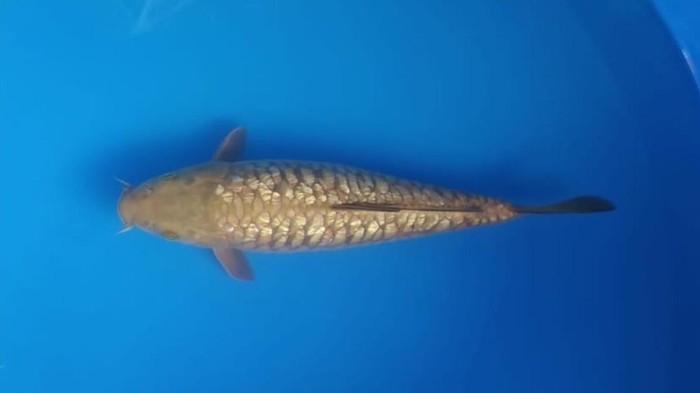Ikan koi aragoke