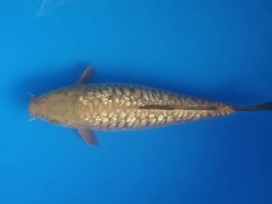Ikan Koi Aragoke Naik Kelas, Dulu Rp 5 Ribuan Sekarang Harganya Jutaan