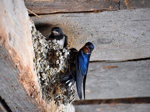 Mengapa Burung Memiliki Perilaku Suka Menyerang Jendela? Ternyata karena Ini