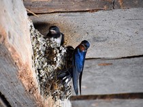 Mengapa Burung Memiliki Perilaku Suka Menyerang Jendela? Ternyata karena Ini