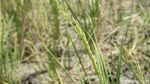 Kekeringan Tiba, Sawah di Cikarang Barat Terancam Puso