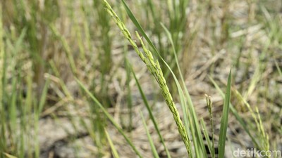 Kekeringan Tiba, Sawah di Cikarang Barat Terancam Puso