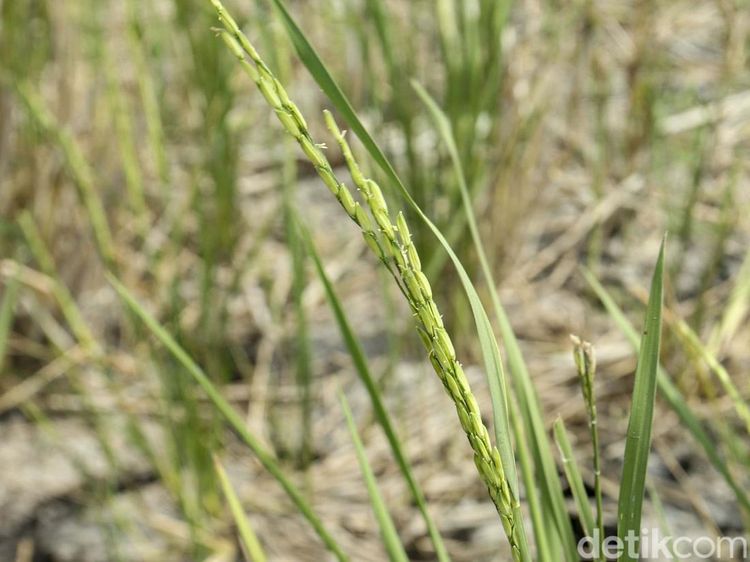 Kekeringan Tiba, Sawah di Cikarang Barat Terancam Puso