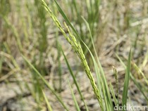 Asuransi Lindungi Petani dari Kekeringan-Hama, Klaim Tembus Rp 15,18 M