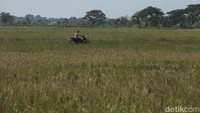 Petani melintasi sawah di Cikarang Barat, Kabupaten Bekasi, Senin (12/6/2023).  