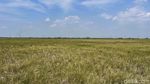 Kekeringan Tiba, Sawah di Cikarang Barat Terancam Puso